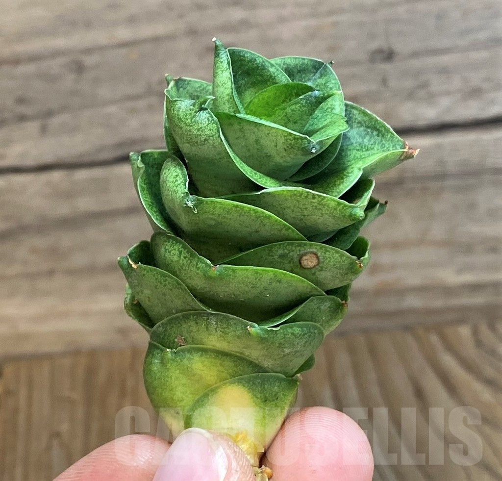 SH23499 Sansevieria ‘Mini Condo’ - immagine 3