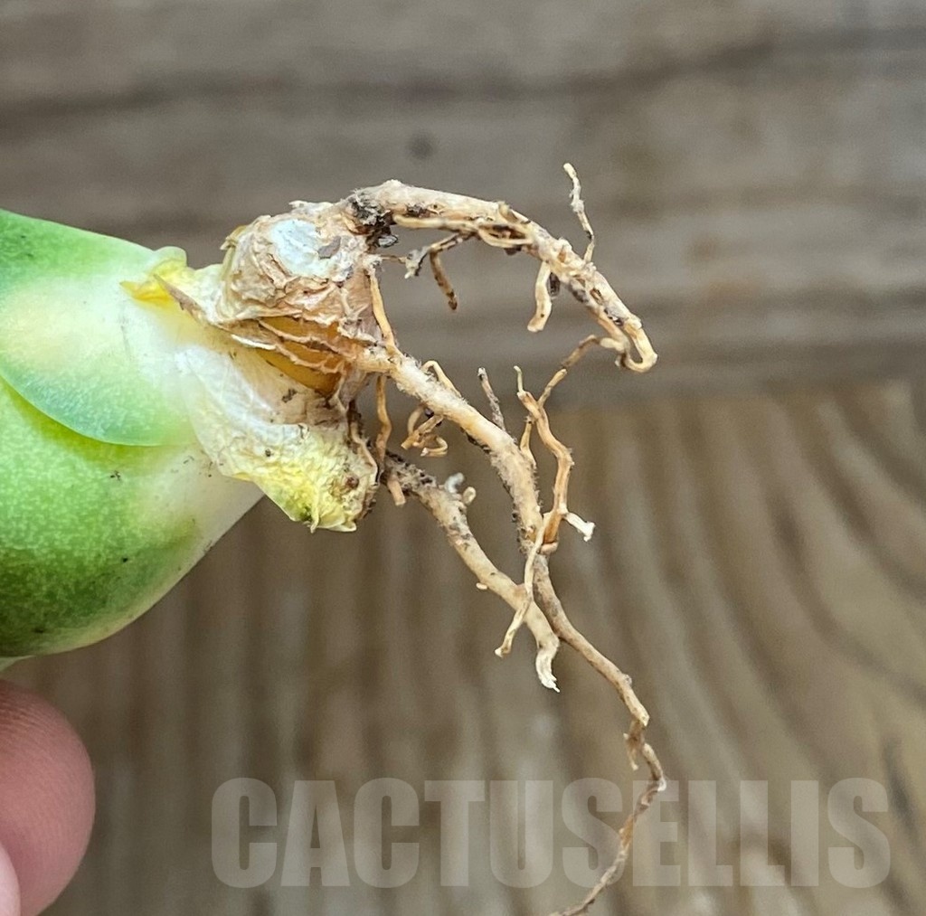 SH23499 Sansevieria ‘Mini Condo’ - immagine 4