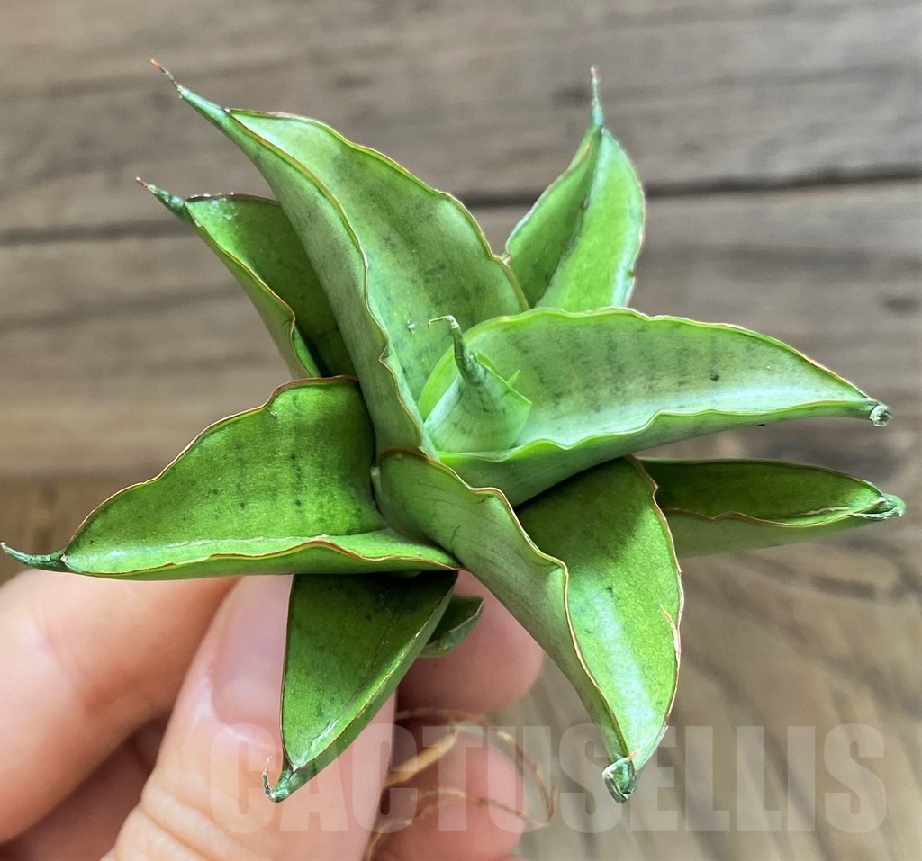 SH23500 Sansevieria 'Silver rosette' - immagine 3