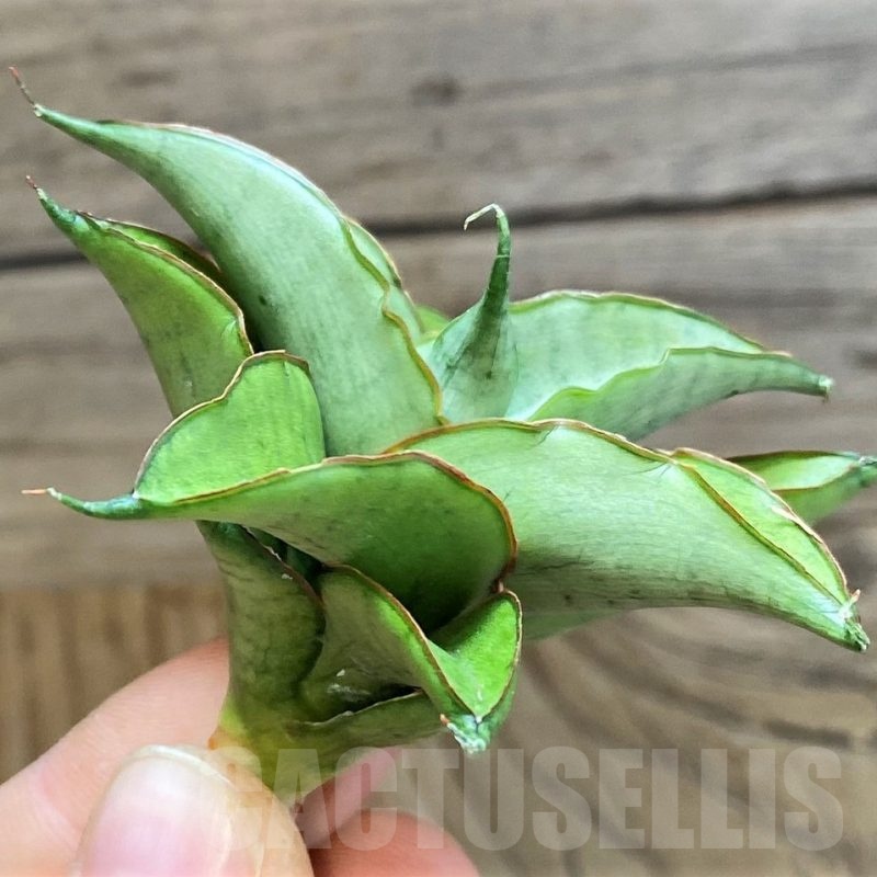 SH23500 Sansevieria 'Silver rosette'