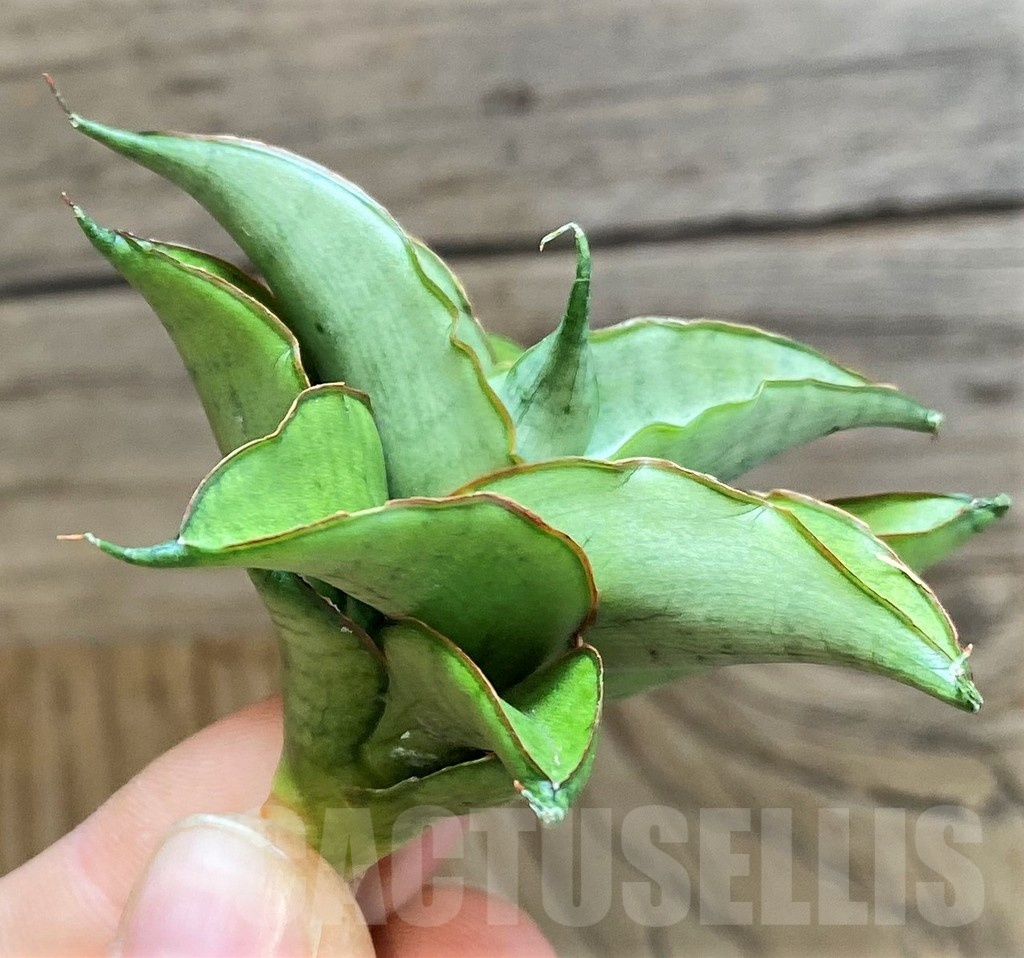 SH23500 Sansevieria 'Silver rosette'