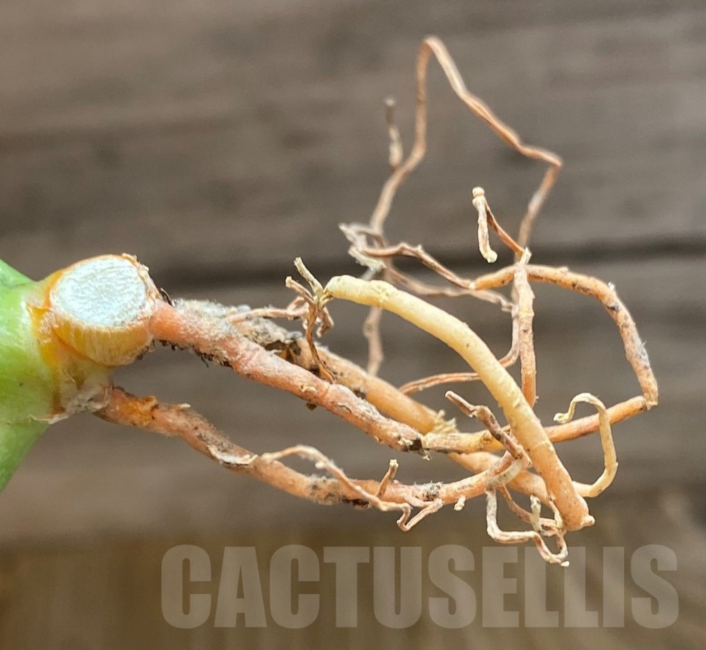 SH23500 Sansevieria 'Silver rosette' - immagine 2