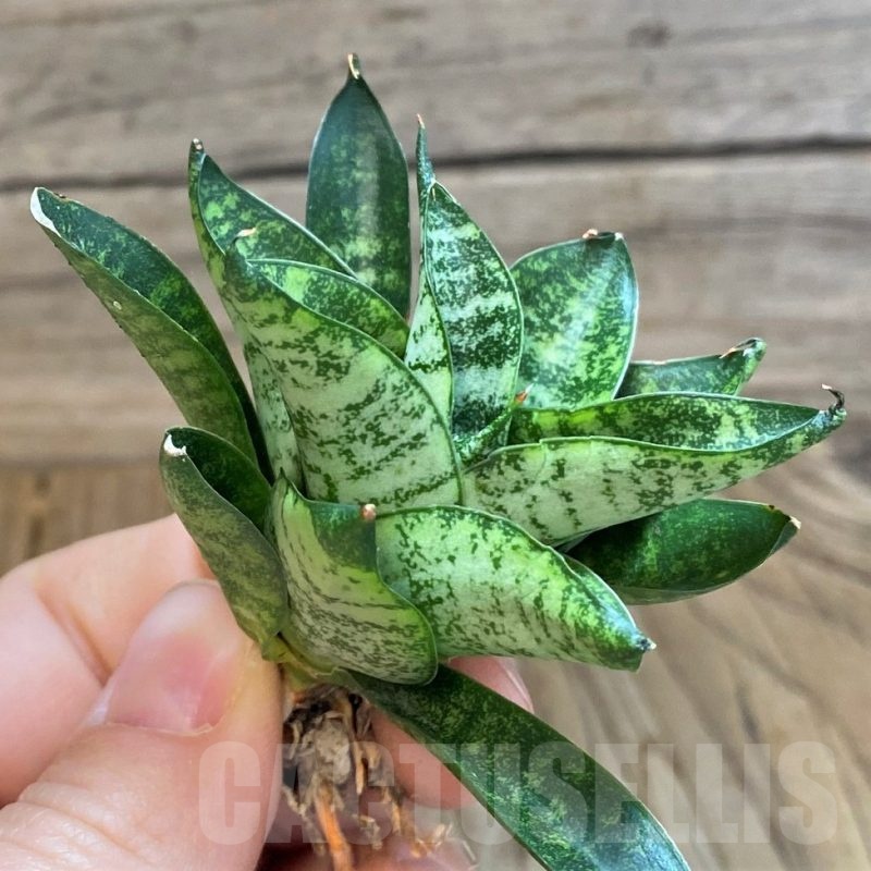 SH23501 Sansevieria 'Nakhon Luang'