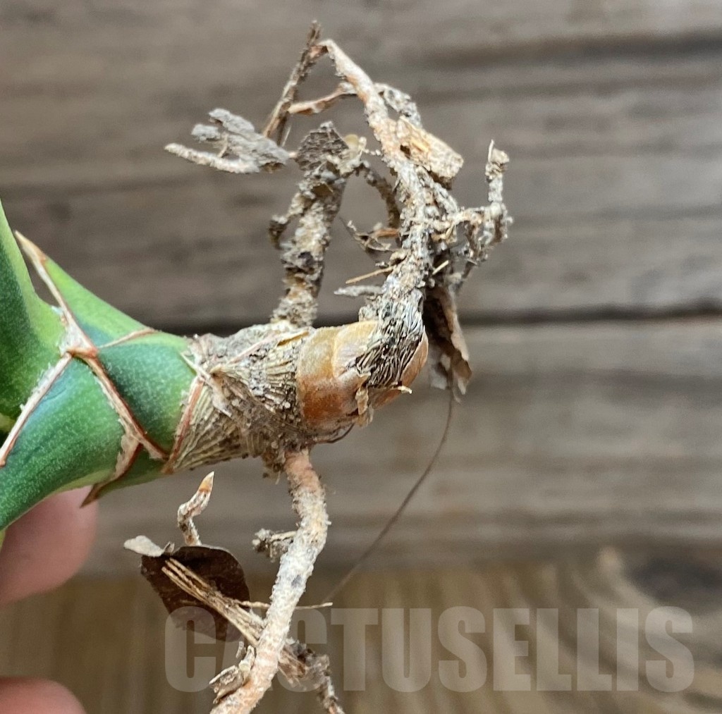 SH23502 Sansevieria lavranos 23251 - Зображення 3