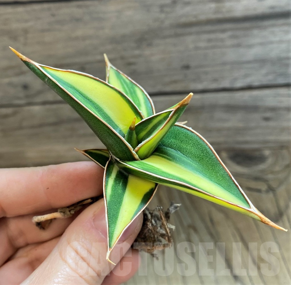 SH23502 Sansevieria lavranos 23251 - Зображення 2