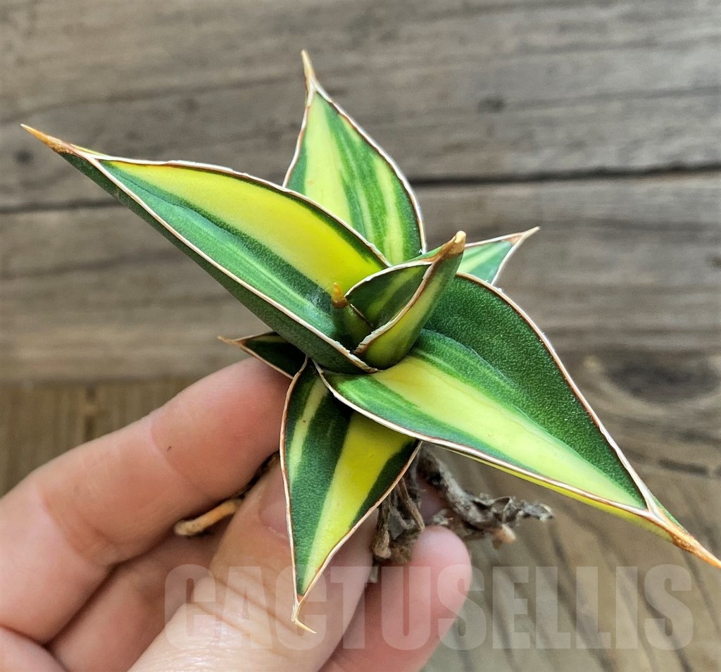 SH23502 Sansevieria lavranos 23251