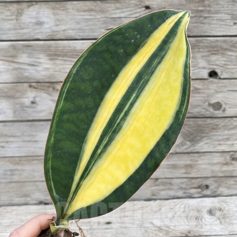 SH23504 Sansevieria 'Masoniana Yellow' f. variegata