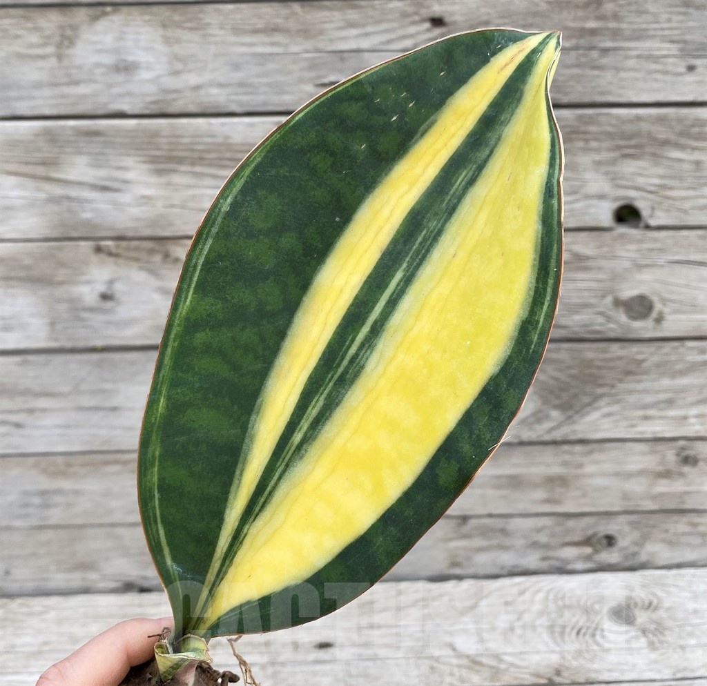 SH23504 Sansevieria 'Masoniana Yellow' f. variegata