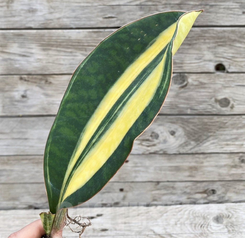 SH23504 Sansevieria 'Masoniana Yellow' f. variegata - Зображення 2