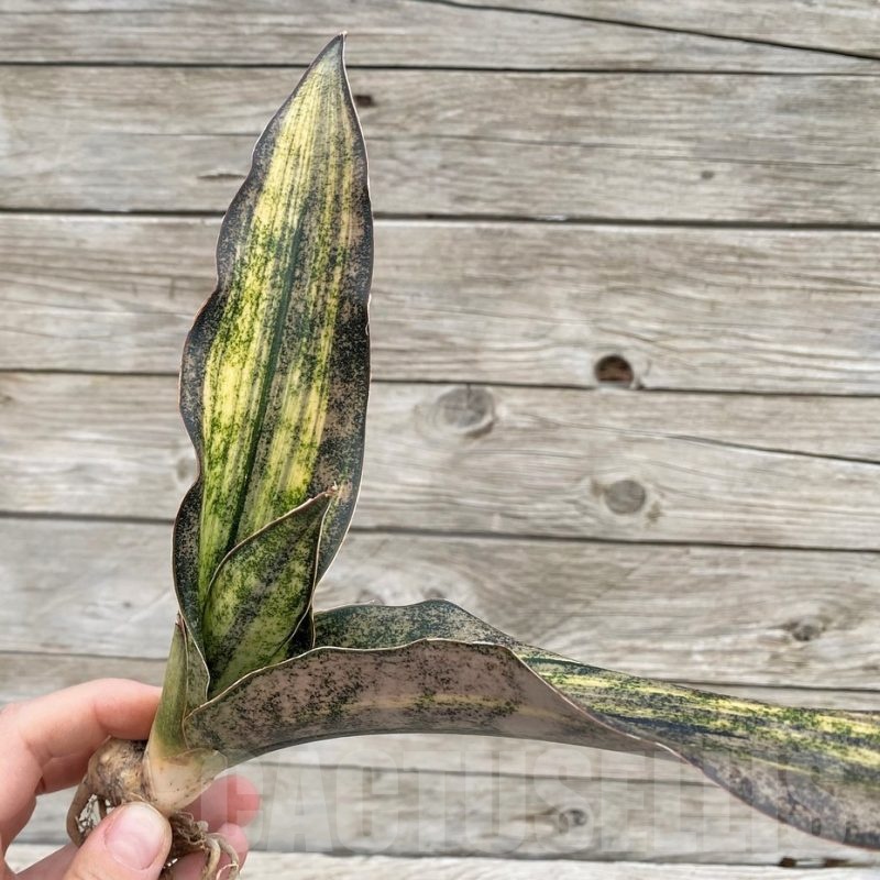 SH23505 Sansevieria 'Coppertone'