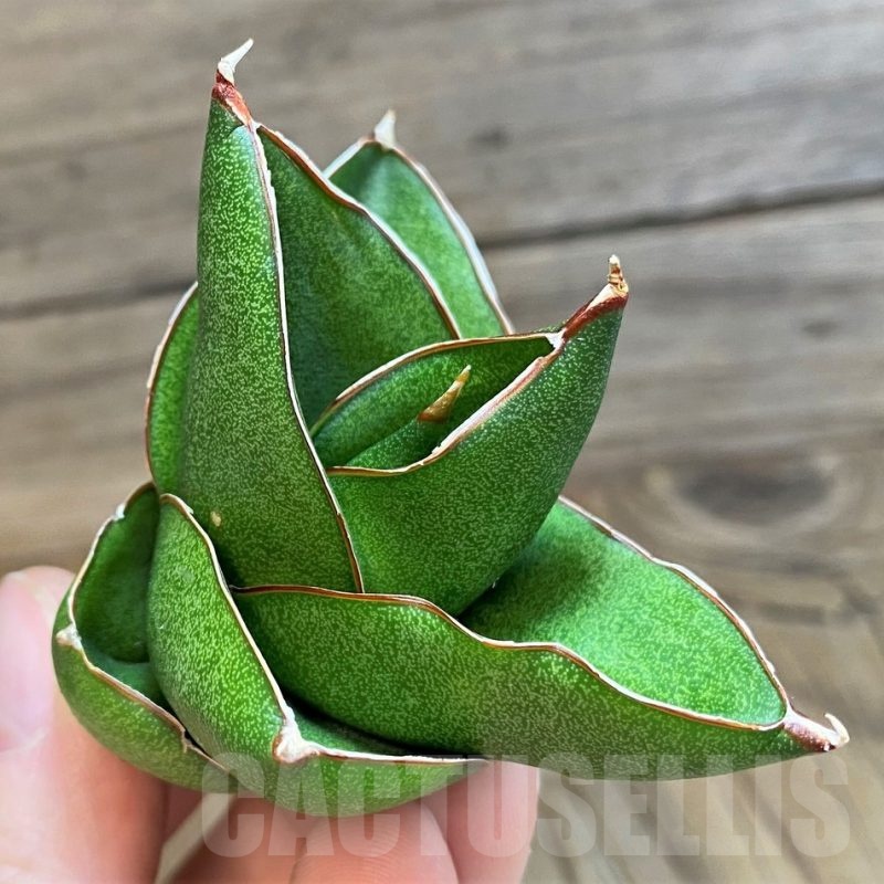 SH23378 Sansevieria 'Bilbao'