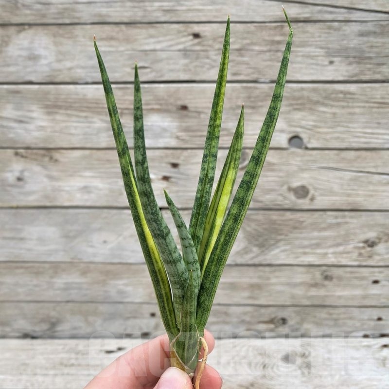 SH23508 Sansevieria ‘Bunlue Torch'