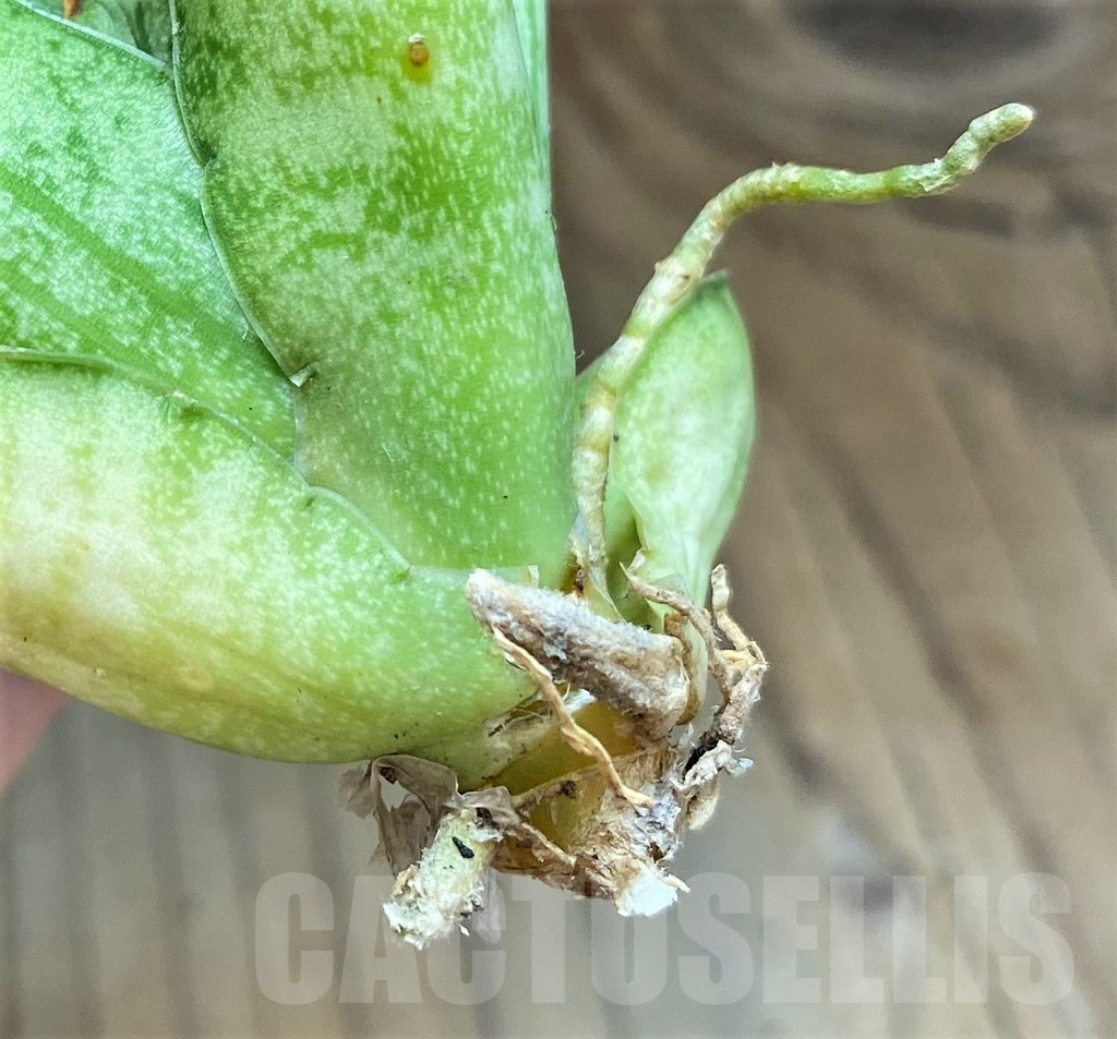 SH23379 Sansevieria ‘Rookie’ - Image 2