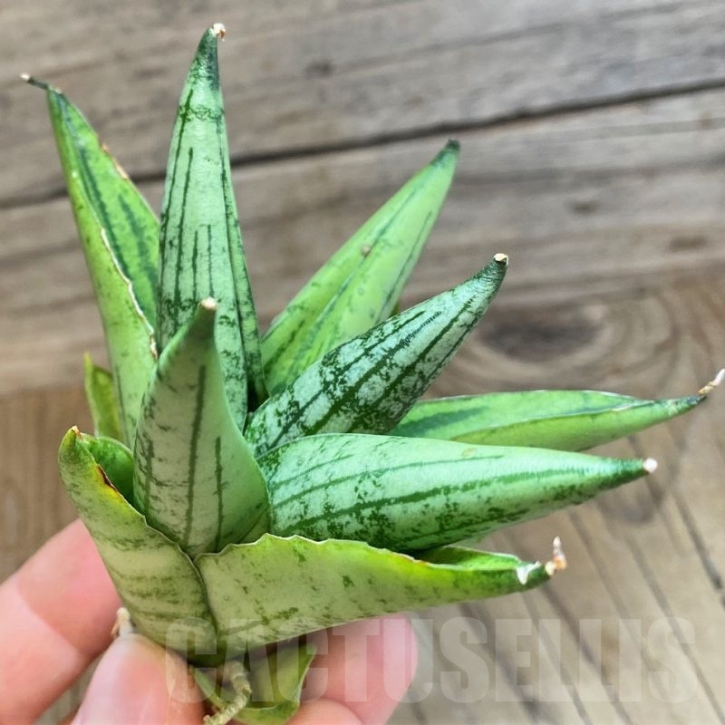 SH23379 Sansevieria ‘Rookie’