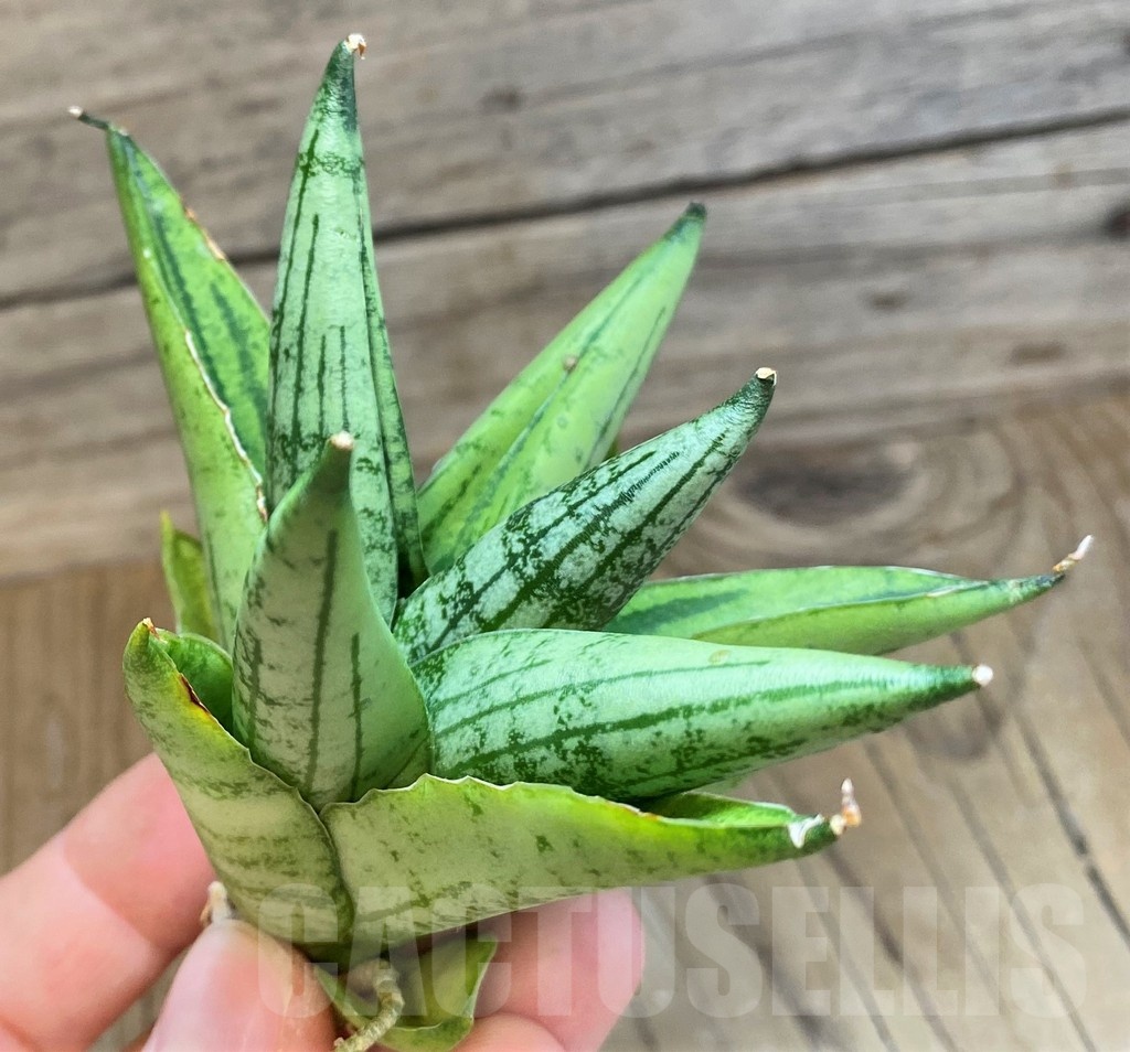 SH23379 Sansevieria ‘Rookie’