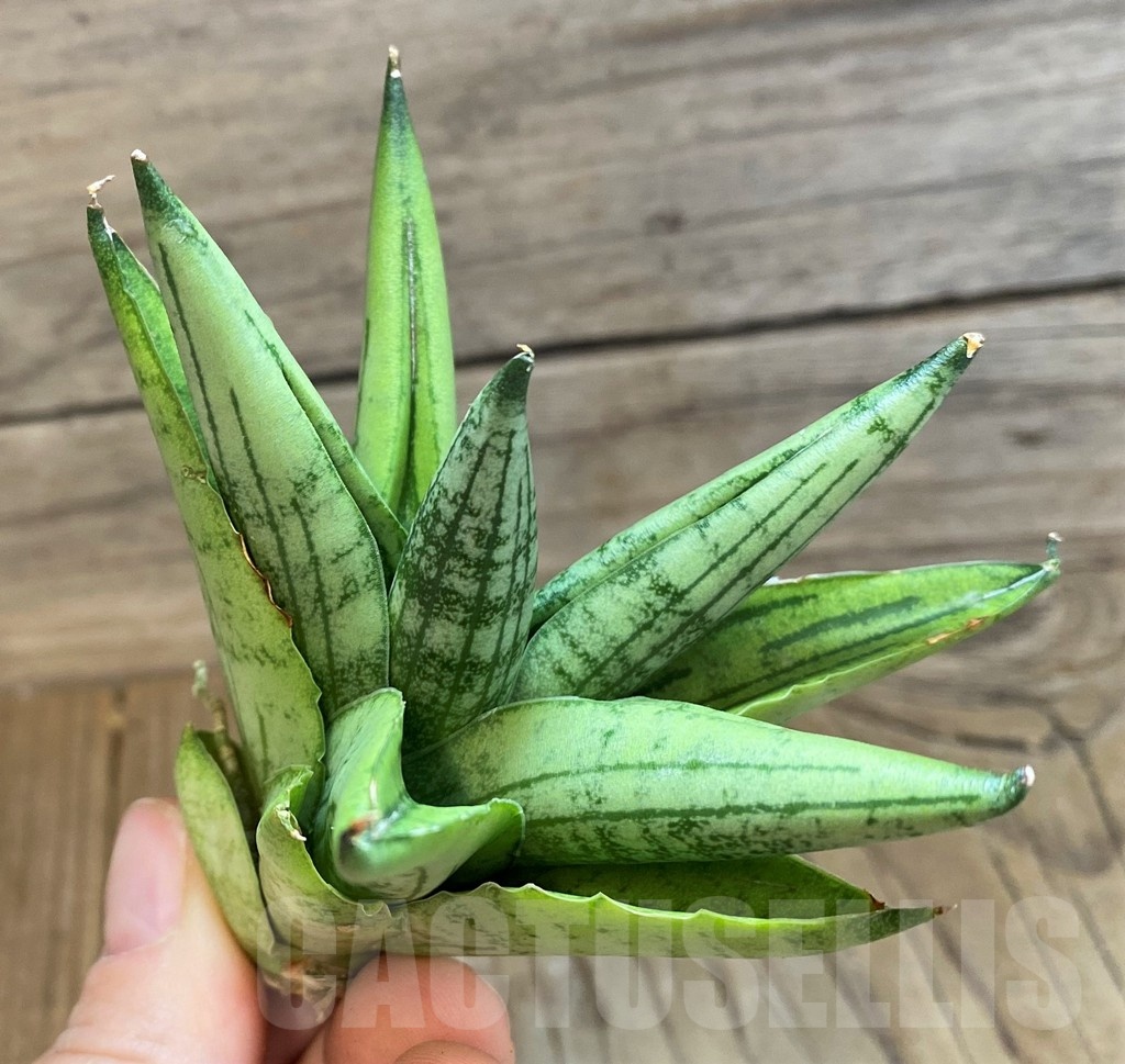 SH23379 Sansevieria ‘Rookie’ - Image 3