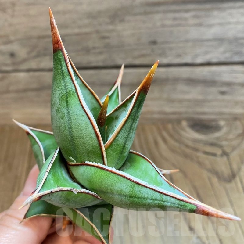 SH23380 Sansevieria ‘Pinguicula’