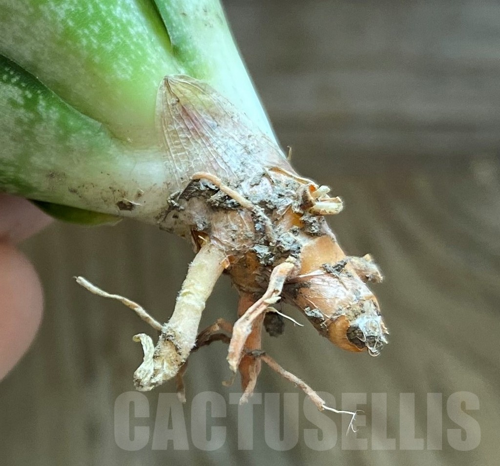 SH23381 Sansevieria ‘Ehrendel’ - Image 3