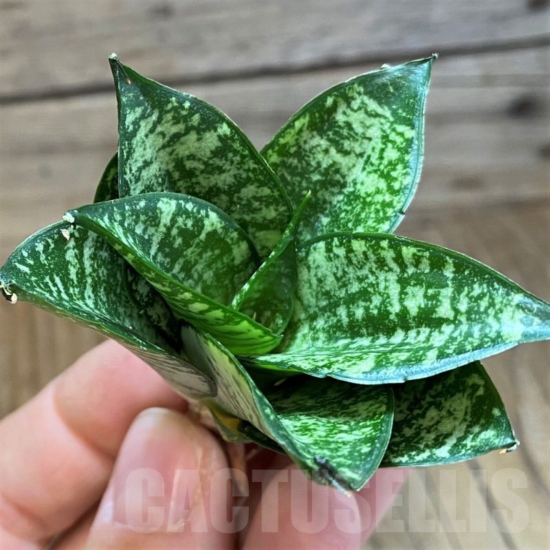 SH23381 Sansevieria ‘Ehrendel’