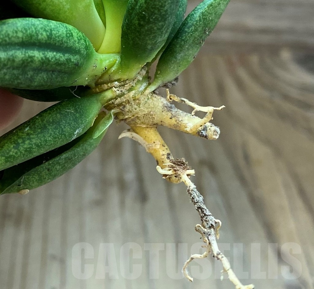 SH23382 Sansevieria 'Hedgehog' - Image 3