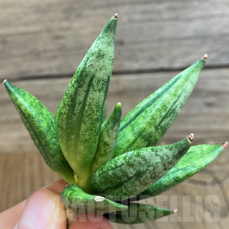 SH23382 Sansevieria 'Hedgehog'