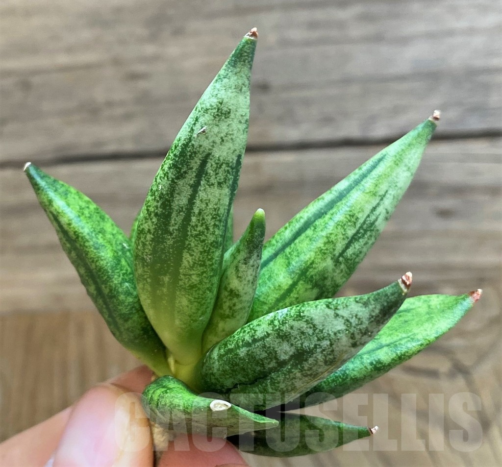 SH23382 Sansevieria 'Hedgehog'