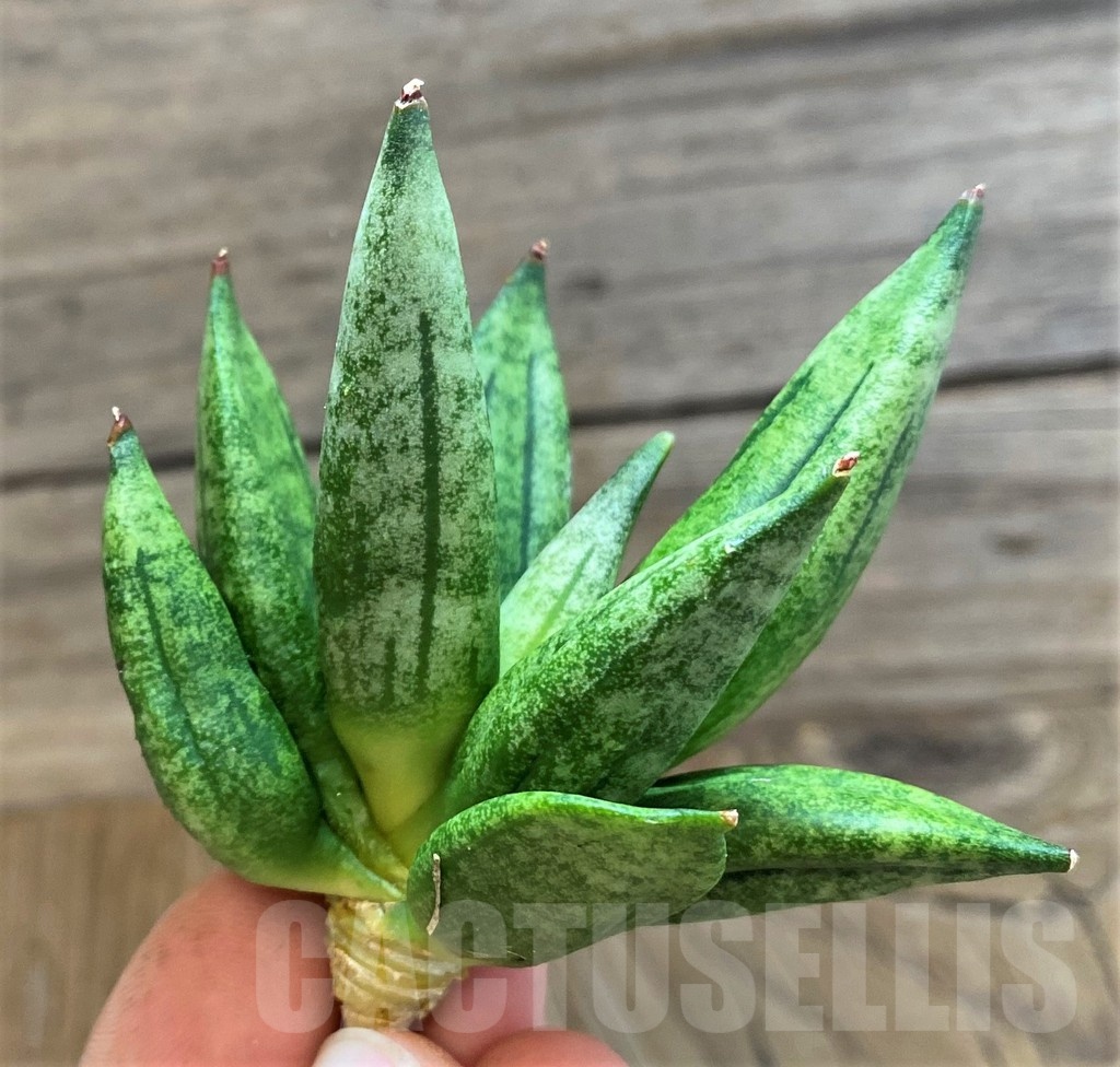 SH23382 Sansevieria 'Hedgehog' - Image 2