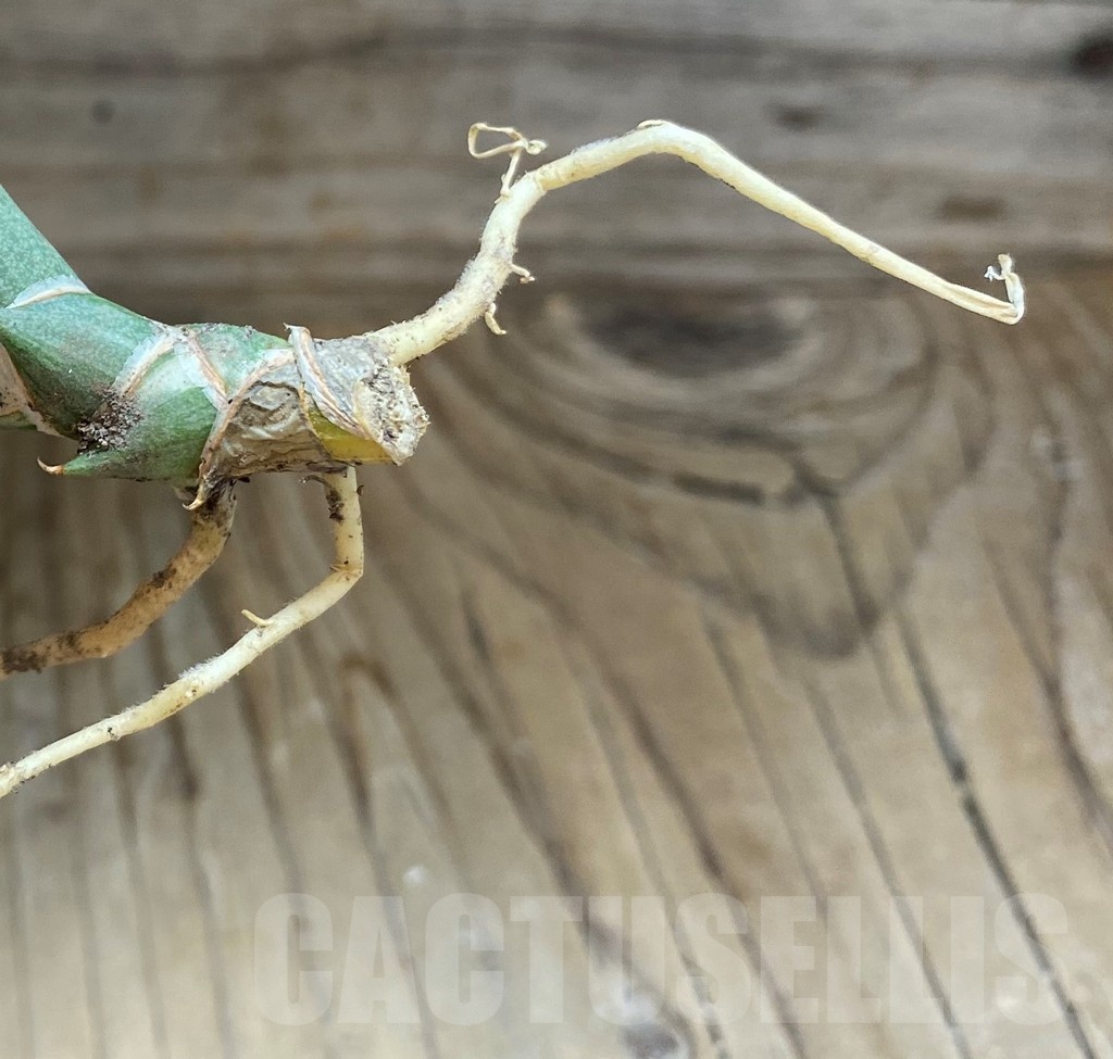 SH23383 Sansevieria lavranos 1970 f. variegata - Image 4