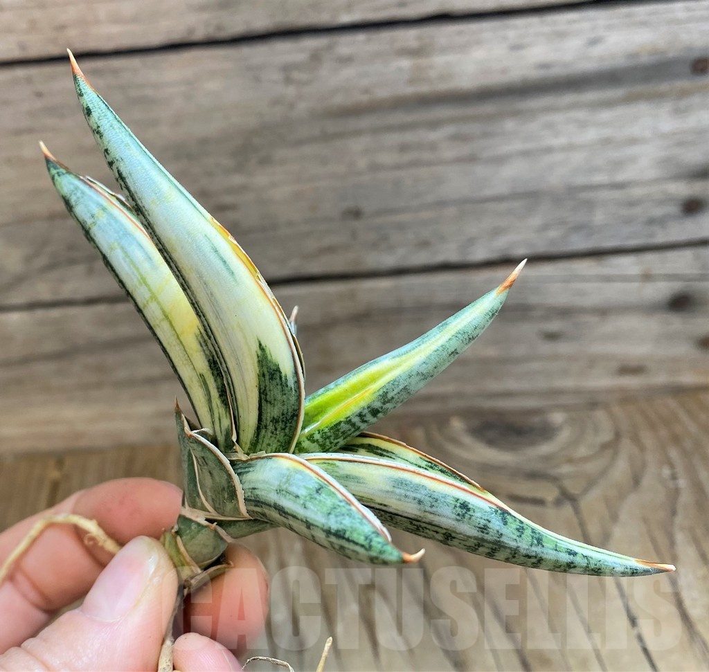 SH23383 Sansevieria lavranos 1970 f. variegata - Image 3