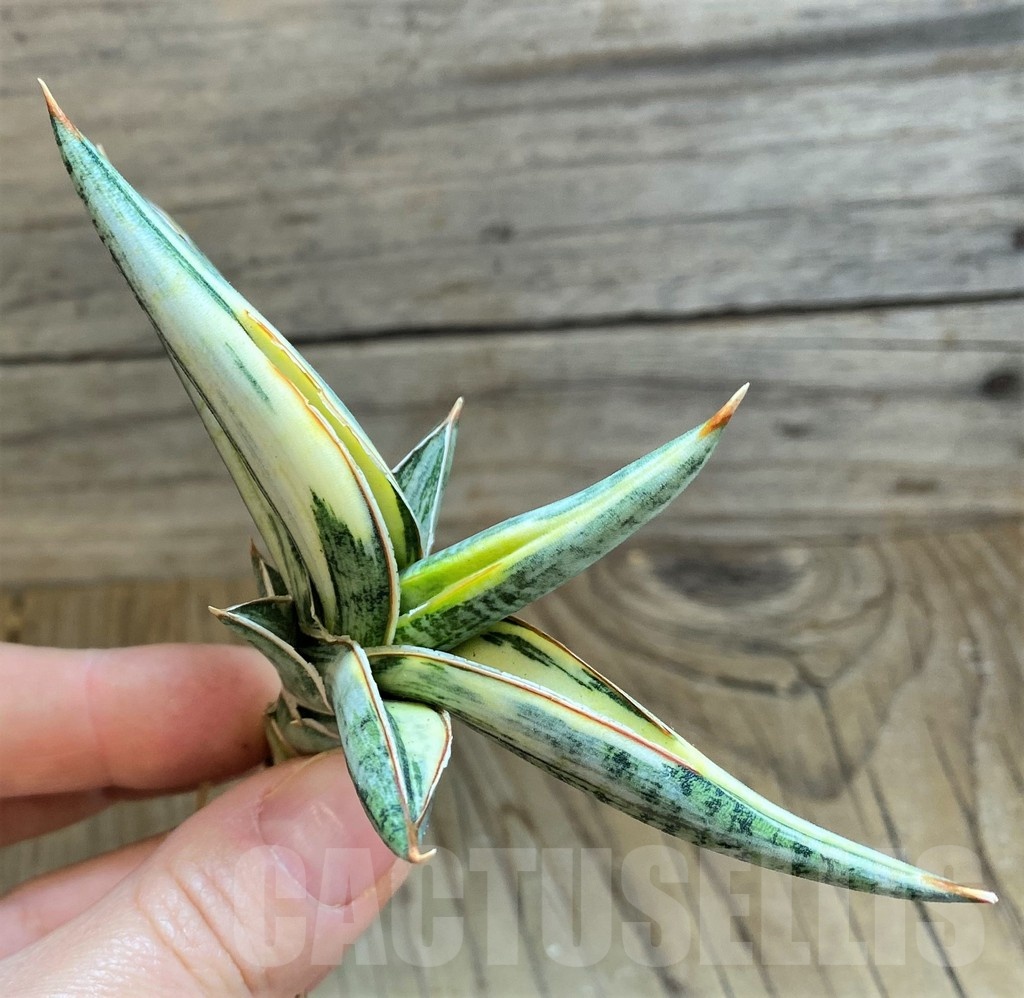SH23383 Sansevieria lavranos 1970 f. variegata - Image 2