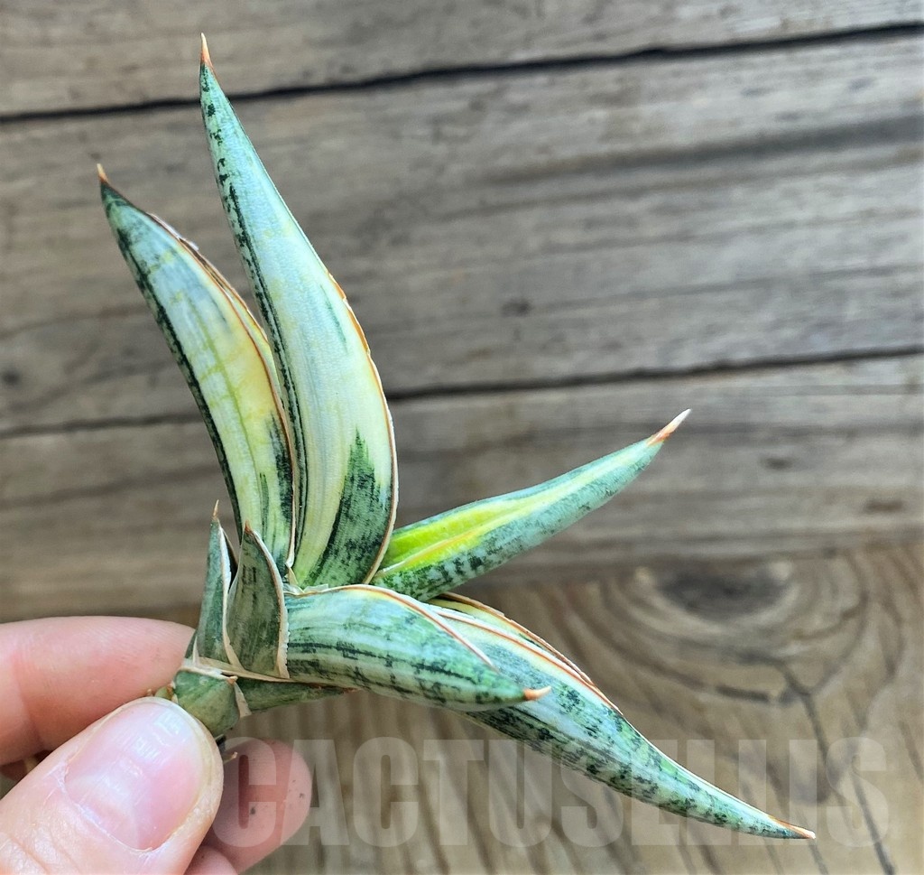 SH23383 Sansevieria lavranos 1970 f. variegata