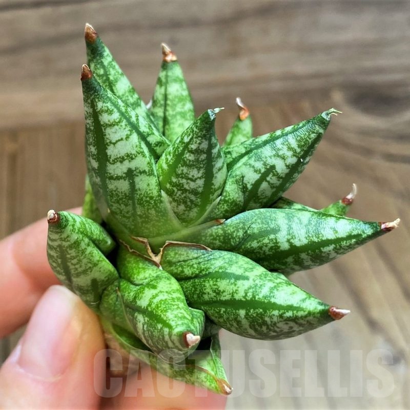 SH23384 Sansevieria ‘Ming Manee’