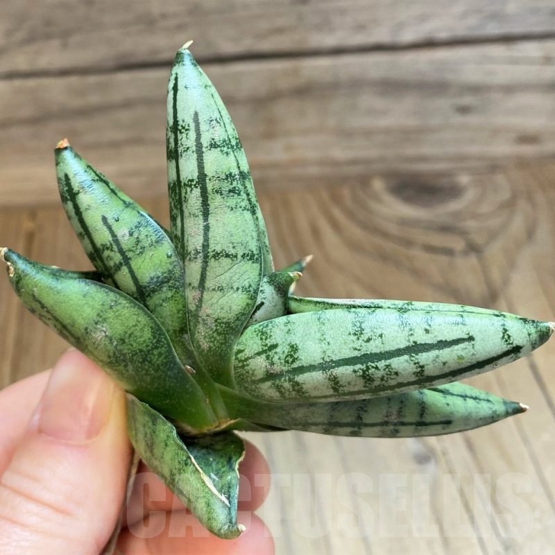SH23385 Sansevieria 'Melon'