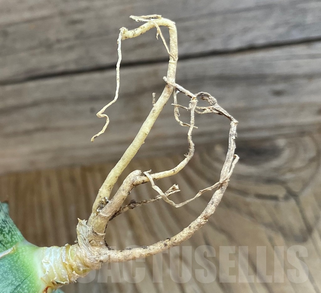 SH23386 Sansevieria ‘Sumo’ - Image 3