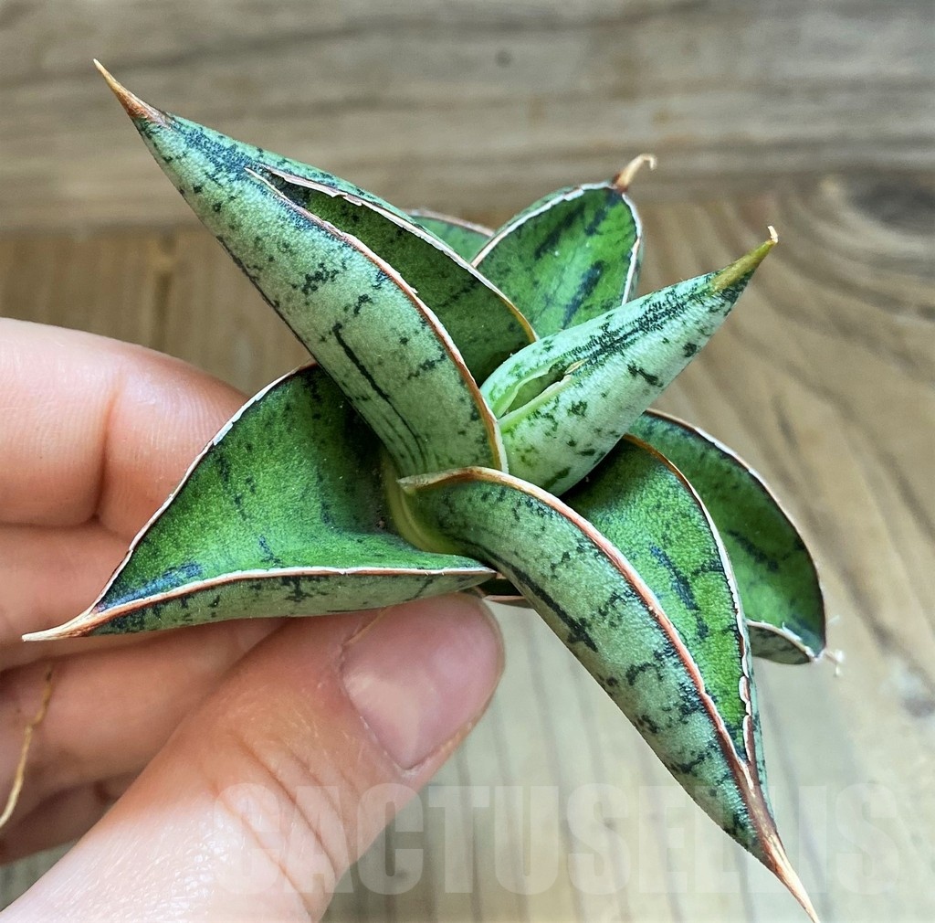 SH23386 Sansevieria ‘Sumo’ - Image 2