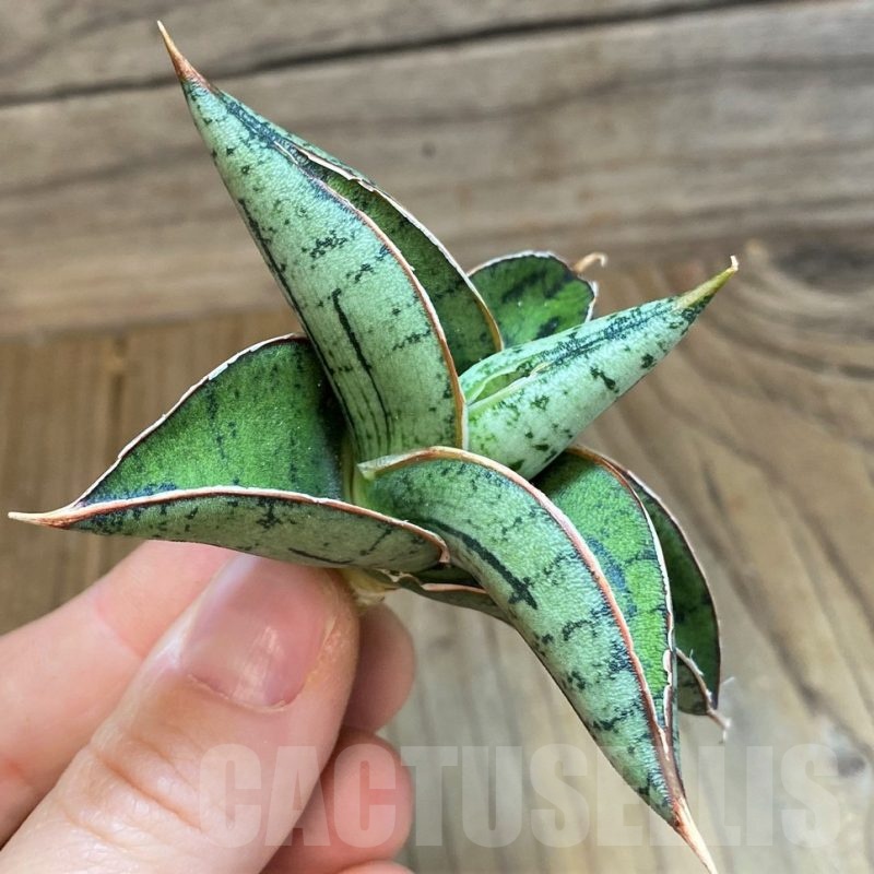 SH23386 Sansevieria ‘Sumo’