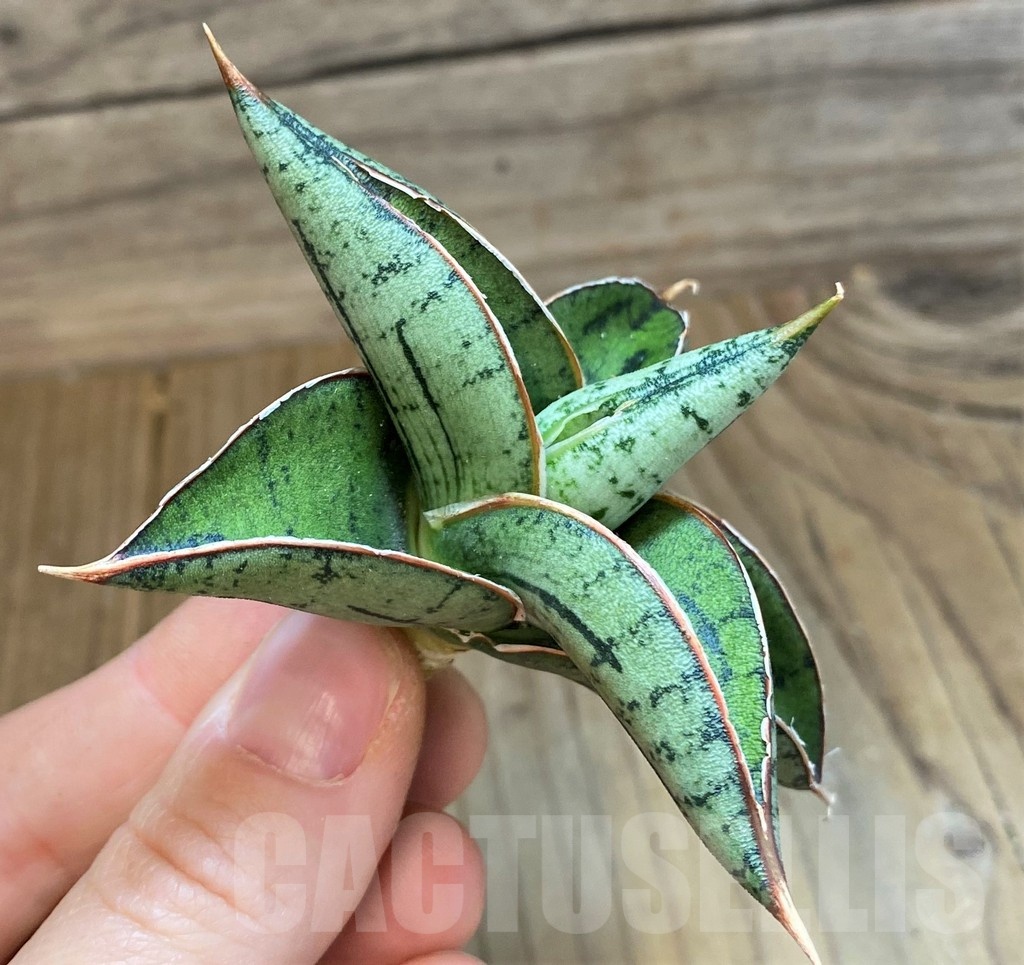 SH23386 Sansevieria ‘Sumo’