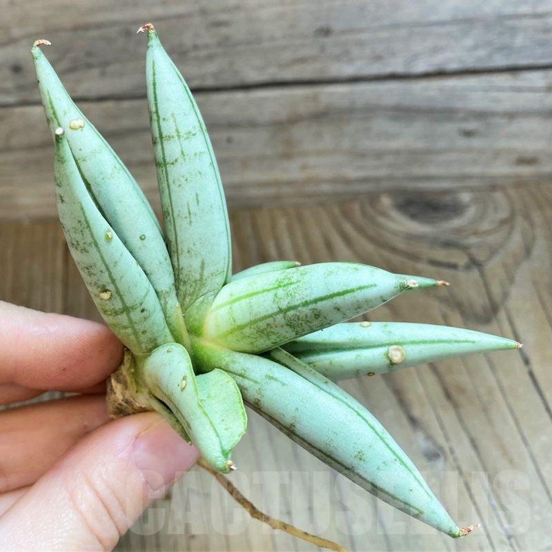 SH23388 Sansevieria 'Boncel Silver'