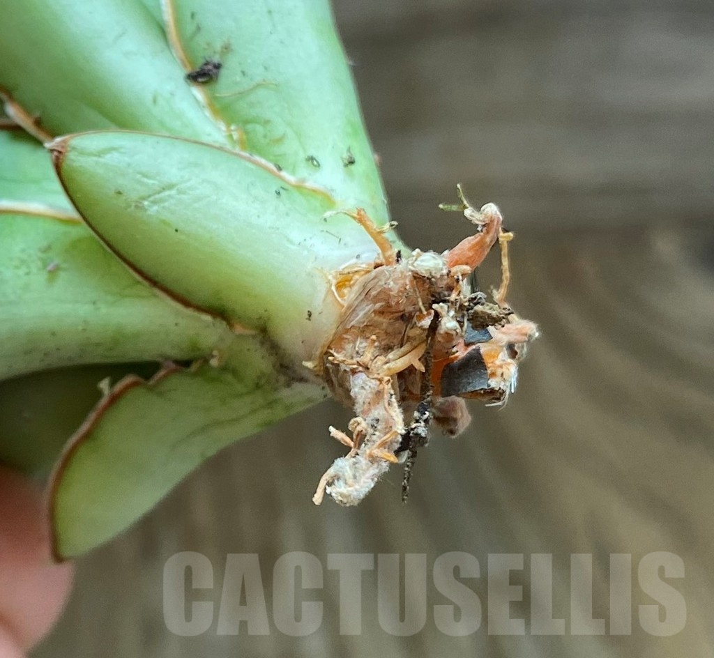 SH23389 Sansevieria ‘Chao Phraya’ - Image 3