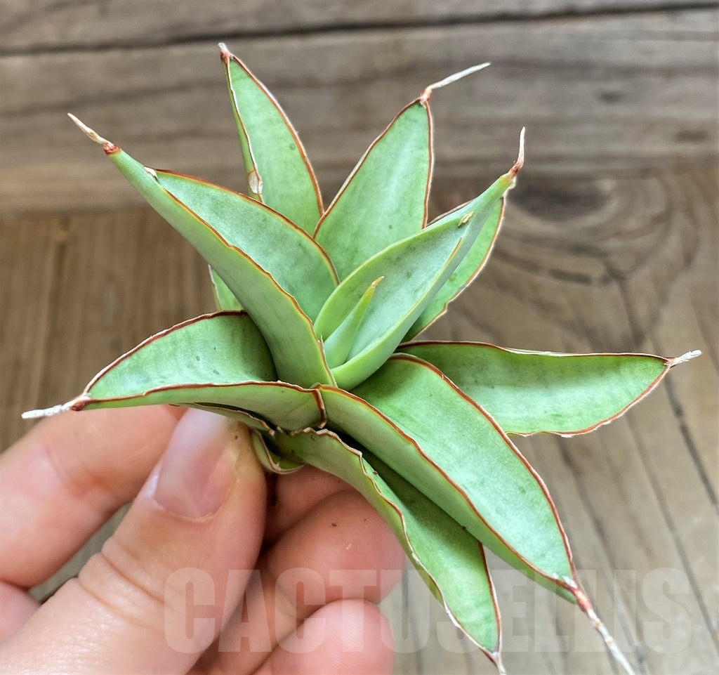 SH23389 Sansevieria ‘Chao Phraya’ - Image 2