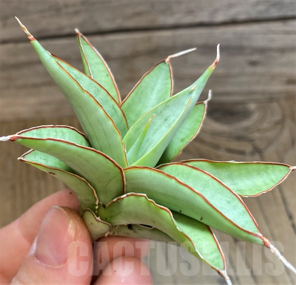 SH23389 Sansevieria ‘Chao Phraya’