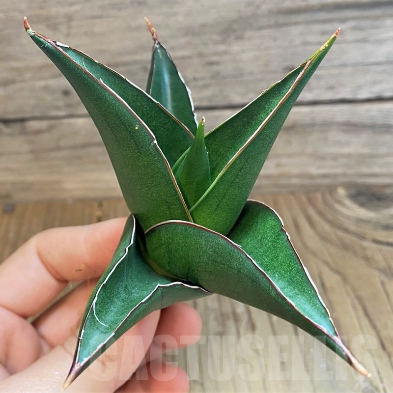 SH23391 Sansevieria 'Tower Blue'