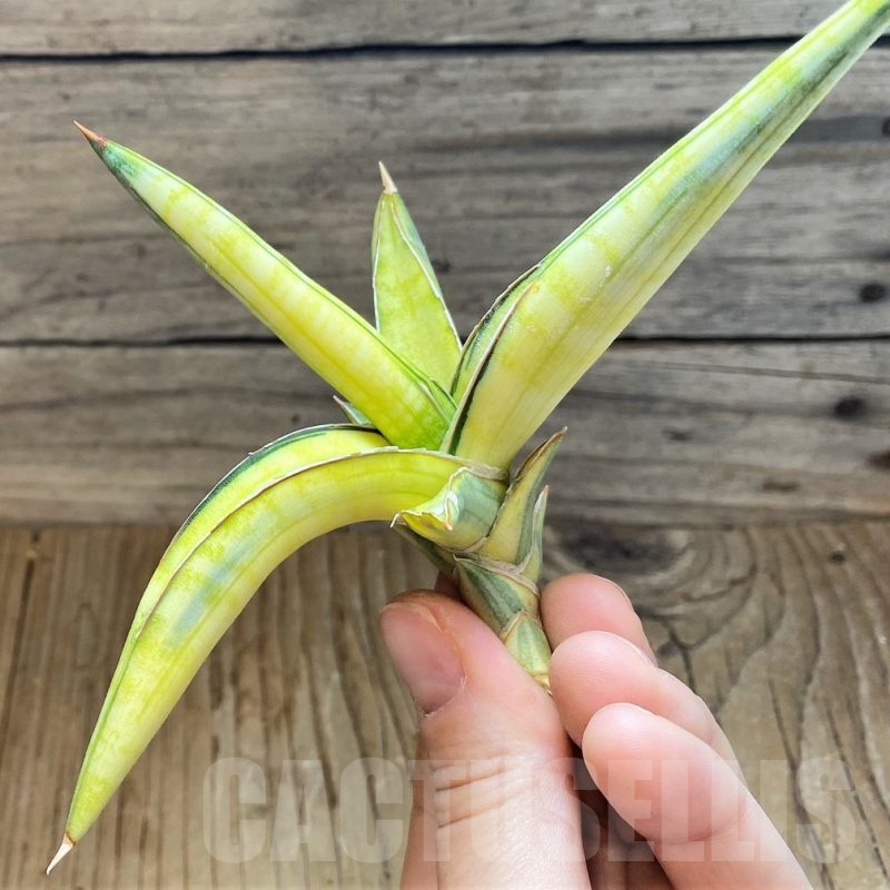 SH23393 Sansevieria lavranos 1970 ‘Yellow’ f. variegata