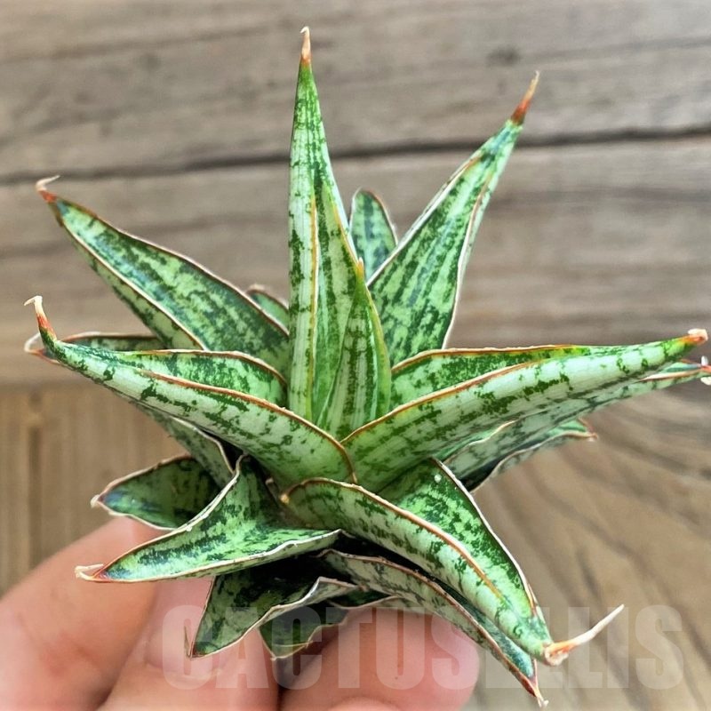 SH23394 Sansevieria 'Lawang'