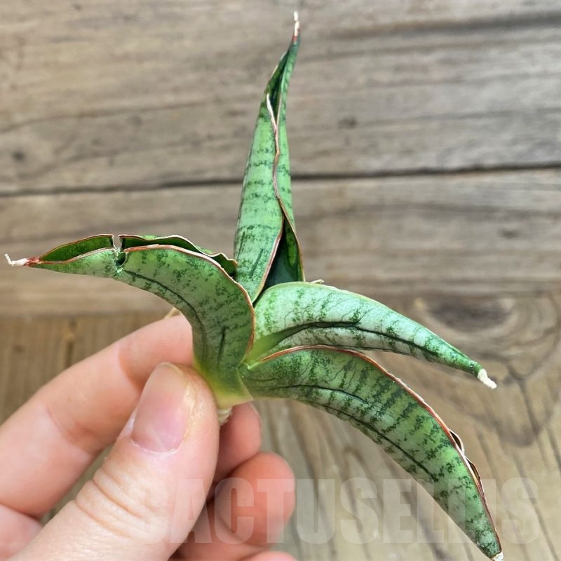 SH23395 Sansevieria 'Diablo'