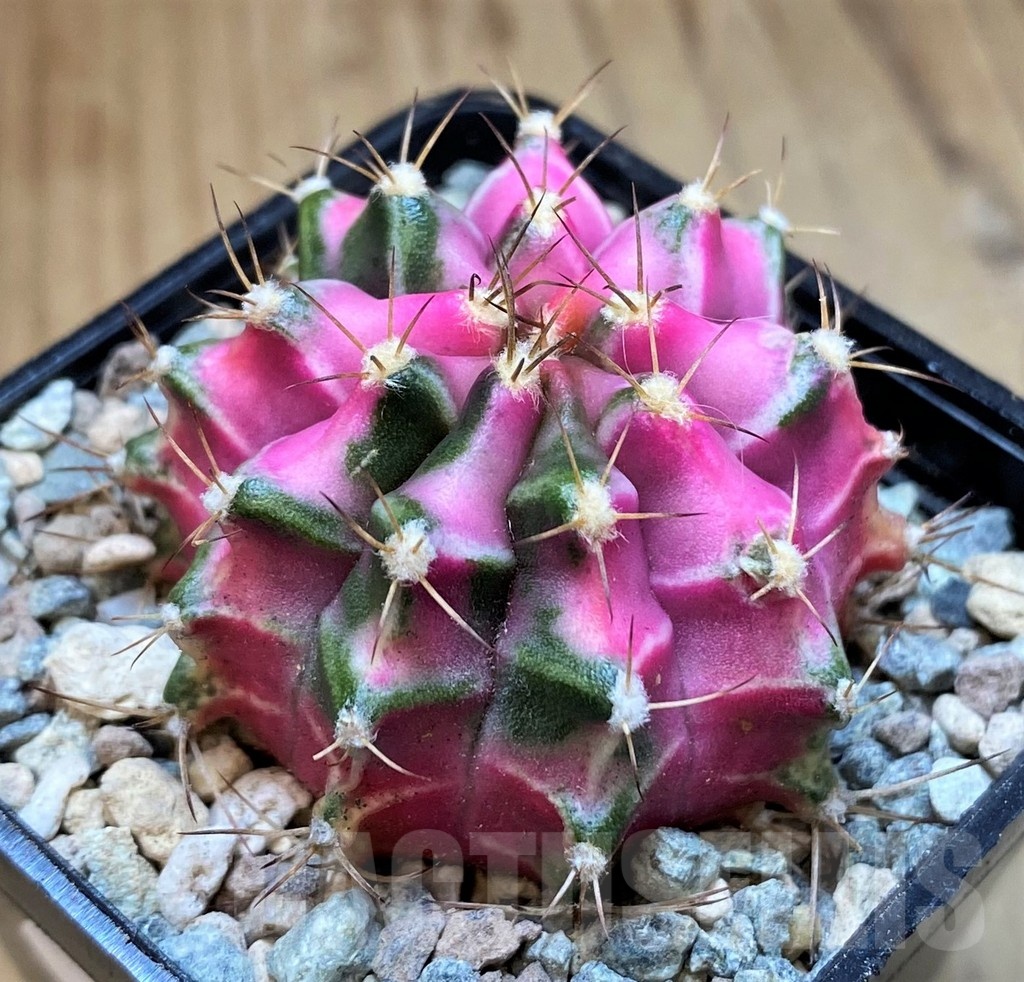 SH23578 Gymnocalycium mihanovichii 'Pink Diamond' - Obrázek 2