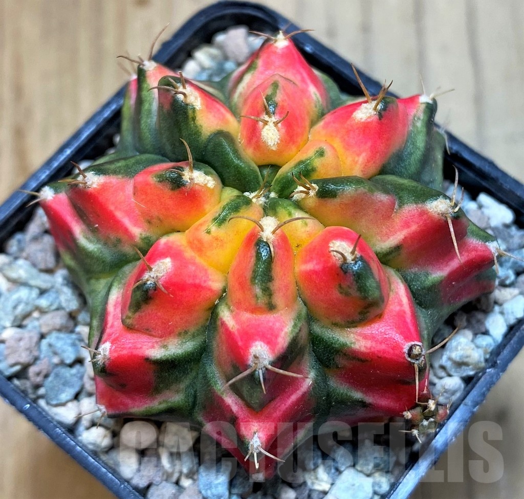 SH23608 Gymnocalycium mihanovichii T3115