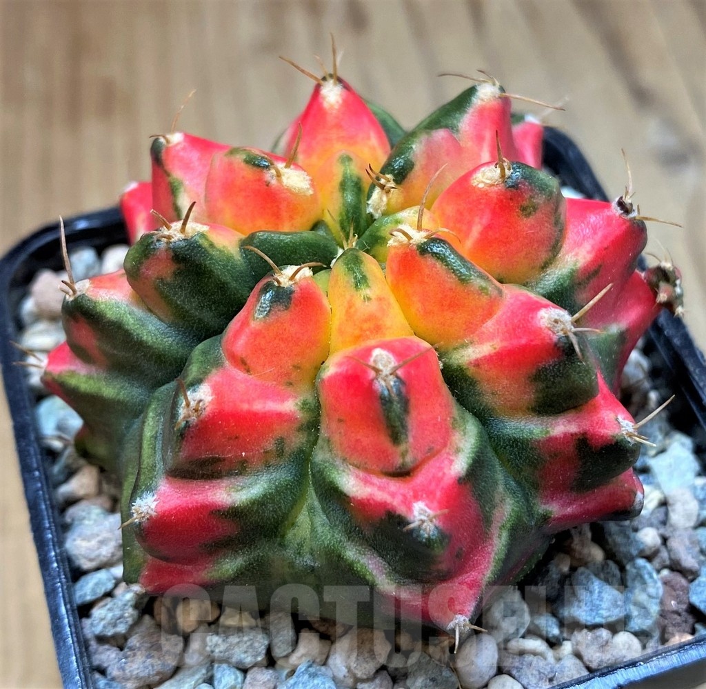 SH23608 Gymnocalycium mihanovichii T3115 - immagine 2