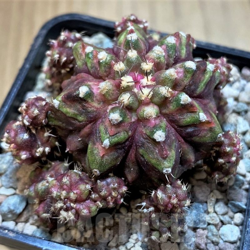 SH23612 Gymnocalycium mihanovichii 'Super T-Rex'