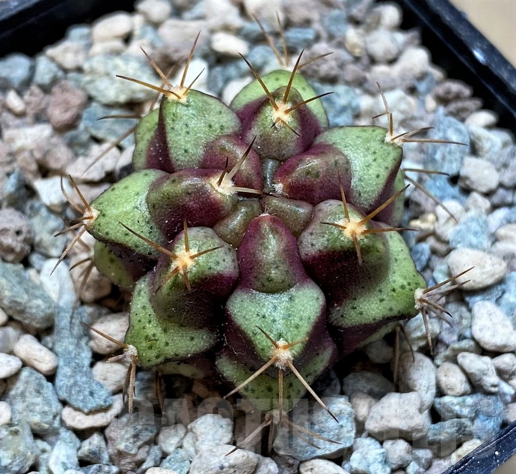 SH23613 Gymnocalycium mihanovichii 'Purple Nebula'
